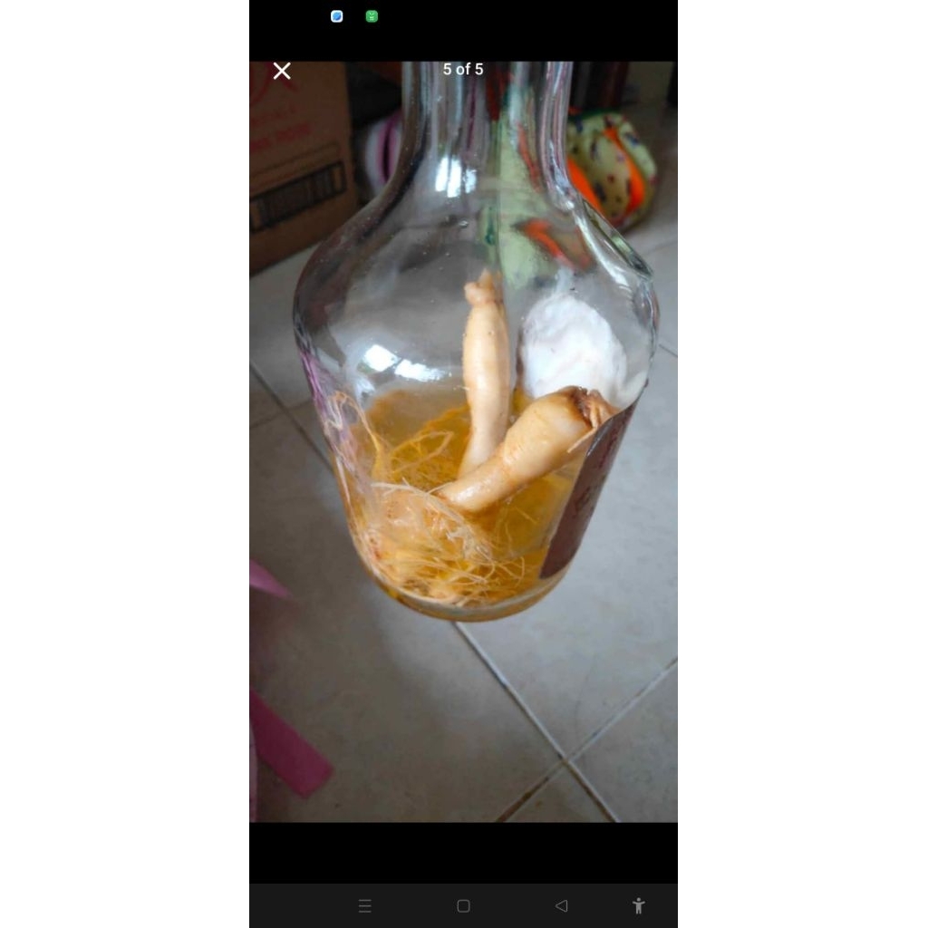 

GINSENG ASLI KOREA MERK BAIK WHA, USIA DIATAS 40 TAHUN, SIMPANAN.