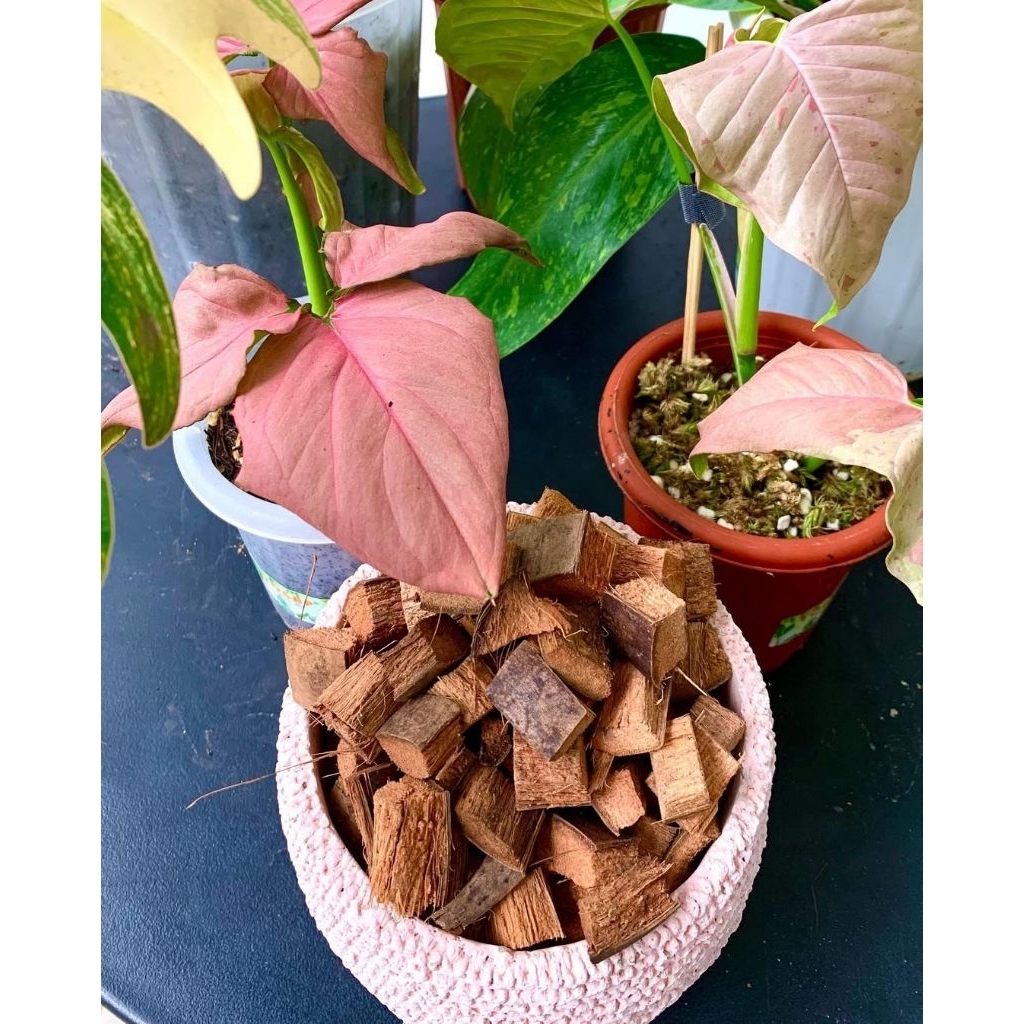 Media Tanam Cocochip sabut kelapa