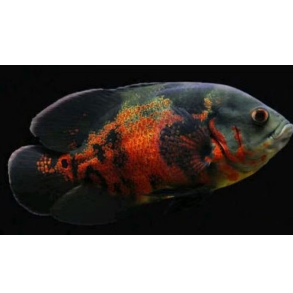 Oscar size 10-12cm..cichlid ikan hias/dekorasi/hiasan/stiker akuariuam bonus pakan