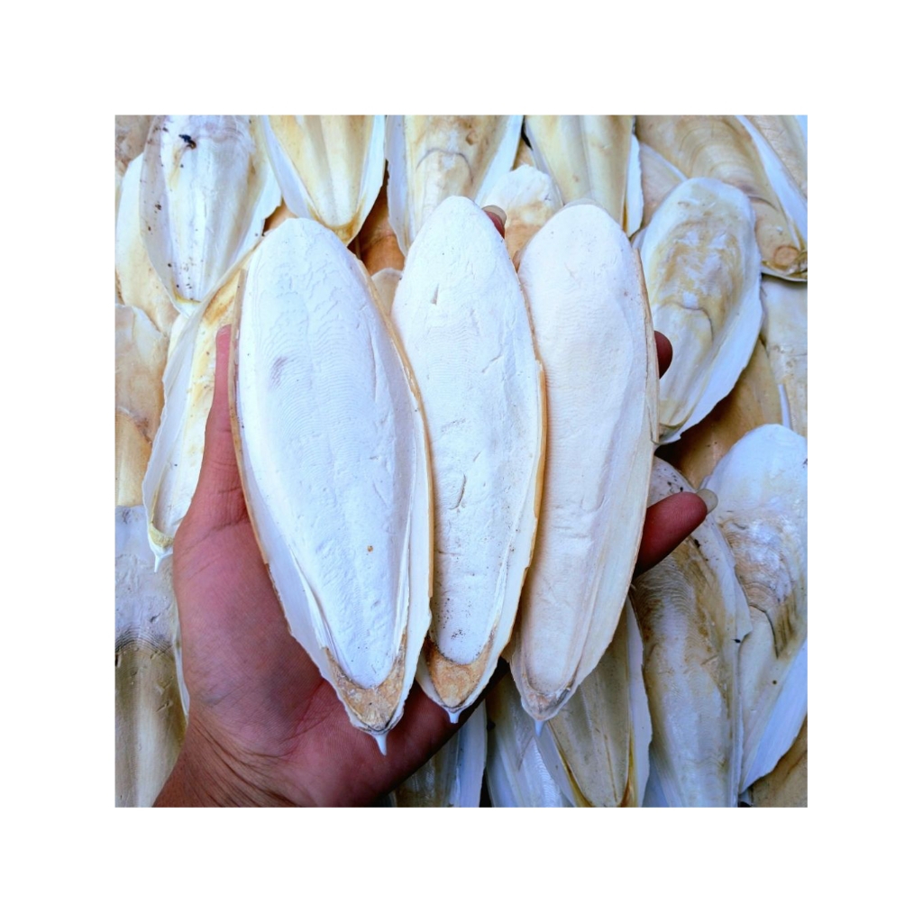 ASINAN TULANG SOTONG MURAH SIZE 11-13CM