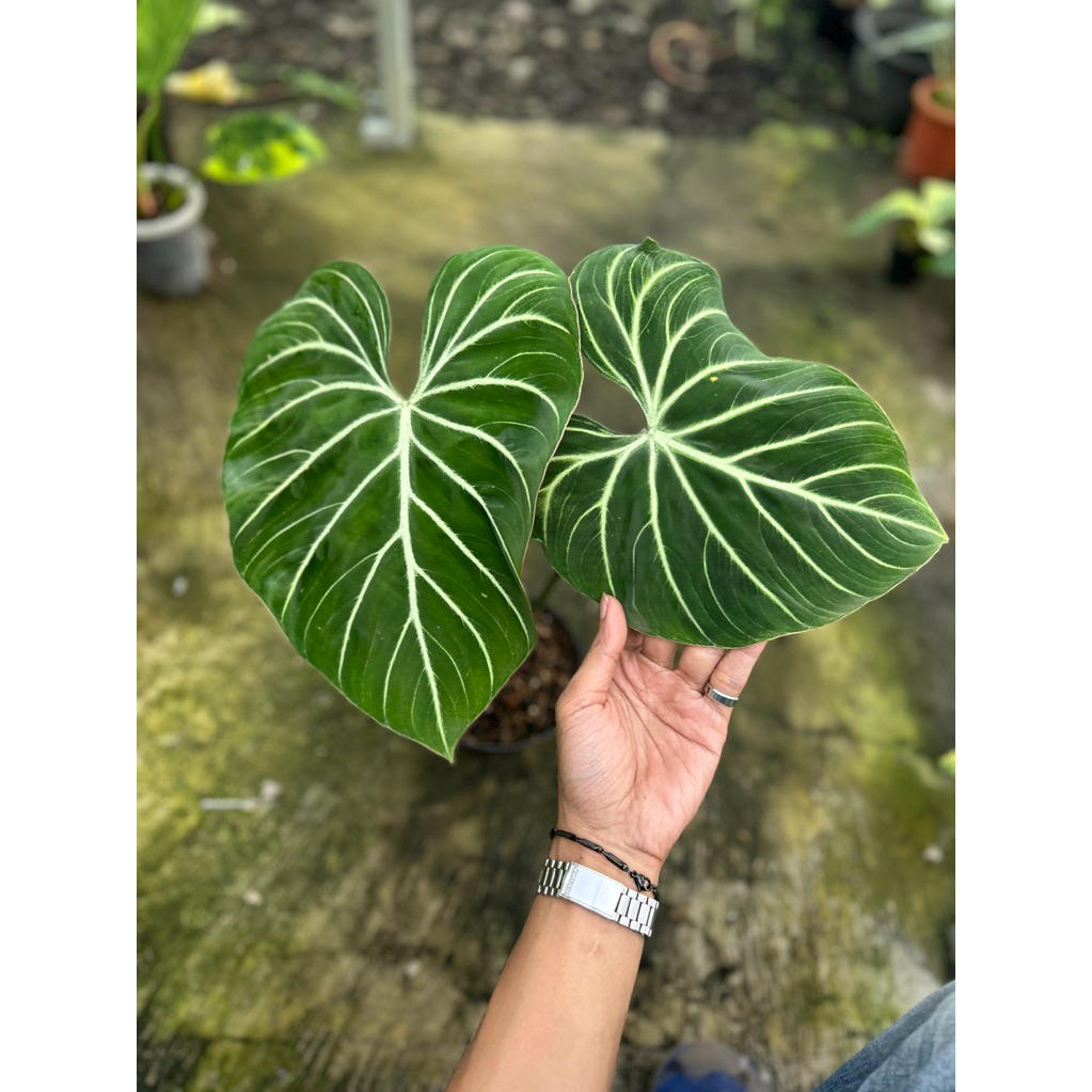 philodendron gloriosum white vein real pict