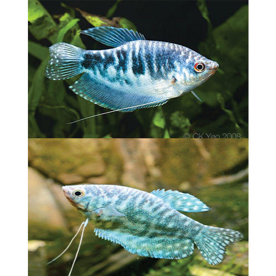 Ikan Hias Sepat Rosby / Sepat Biru / Ikan Hias Air Tawar