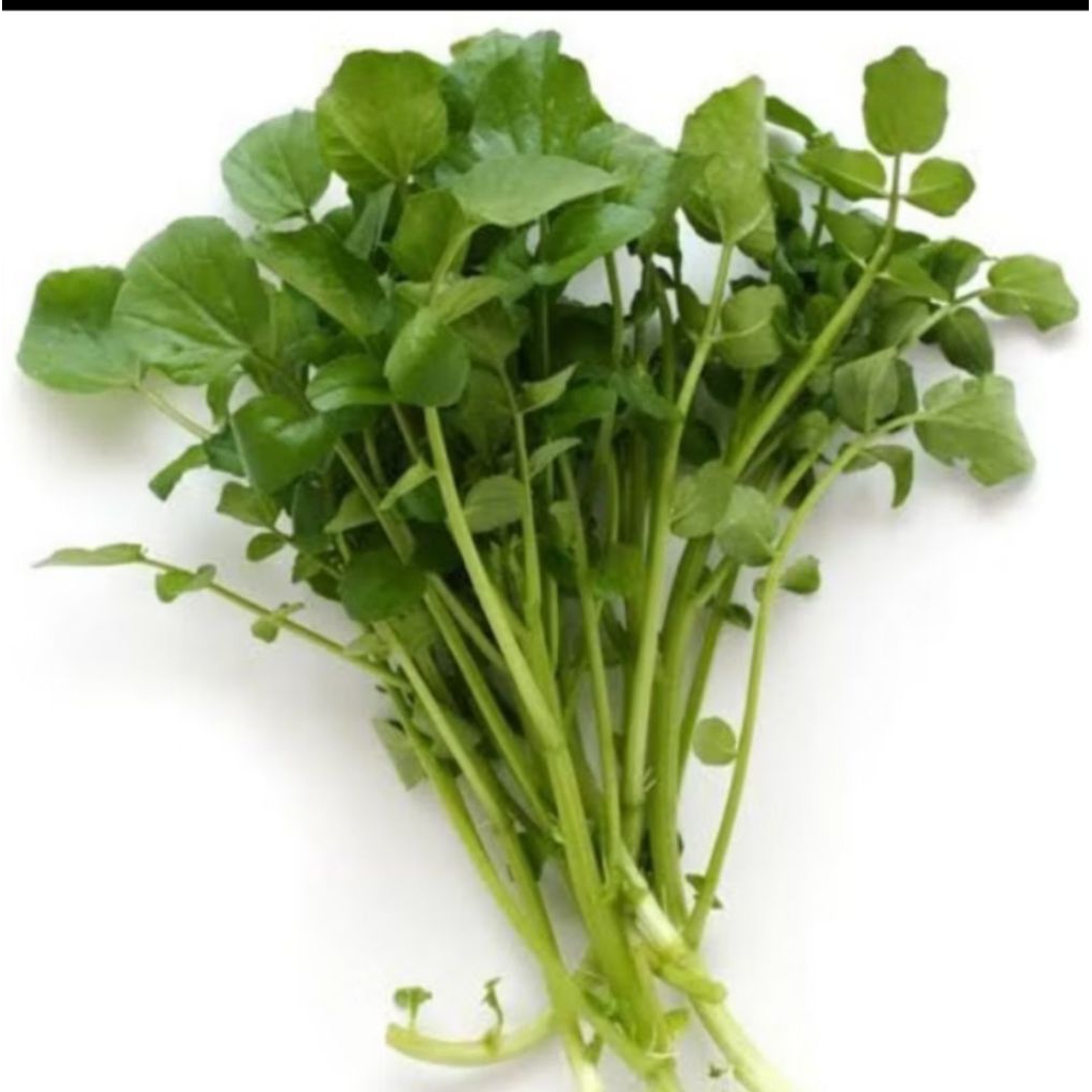 selada air per ikat/jukut goreng