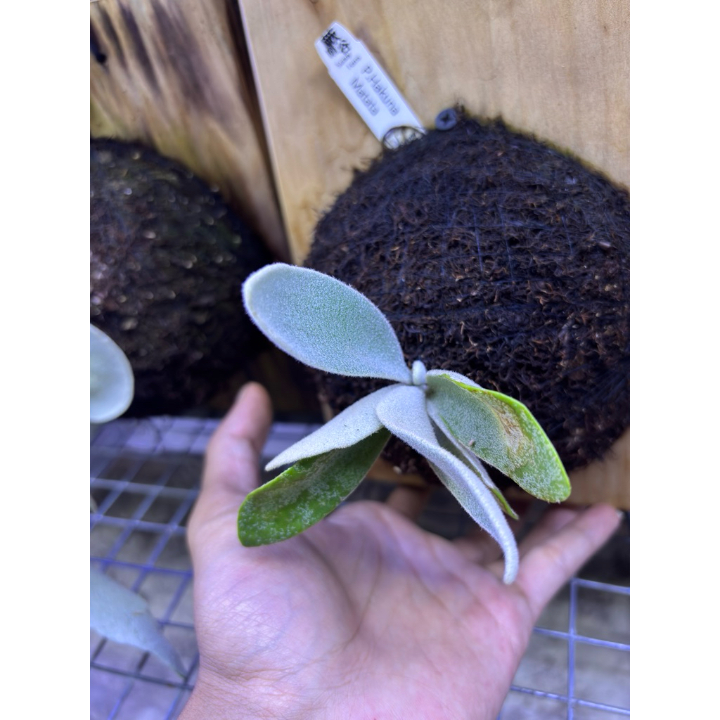 platycerium hakuna matata