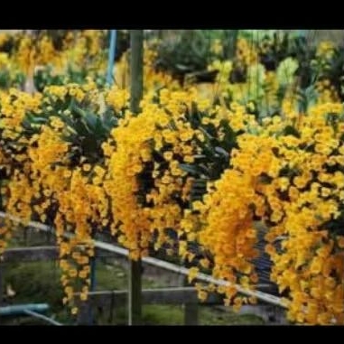 Dendrobium Agregatum