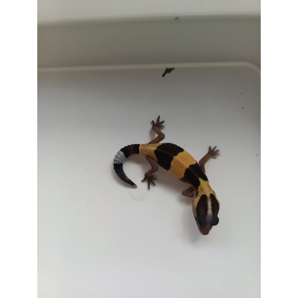 

AFRICA FAT TAIL STRIPE HT OREO PATTY