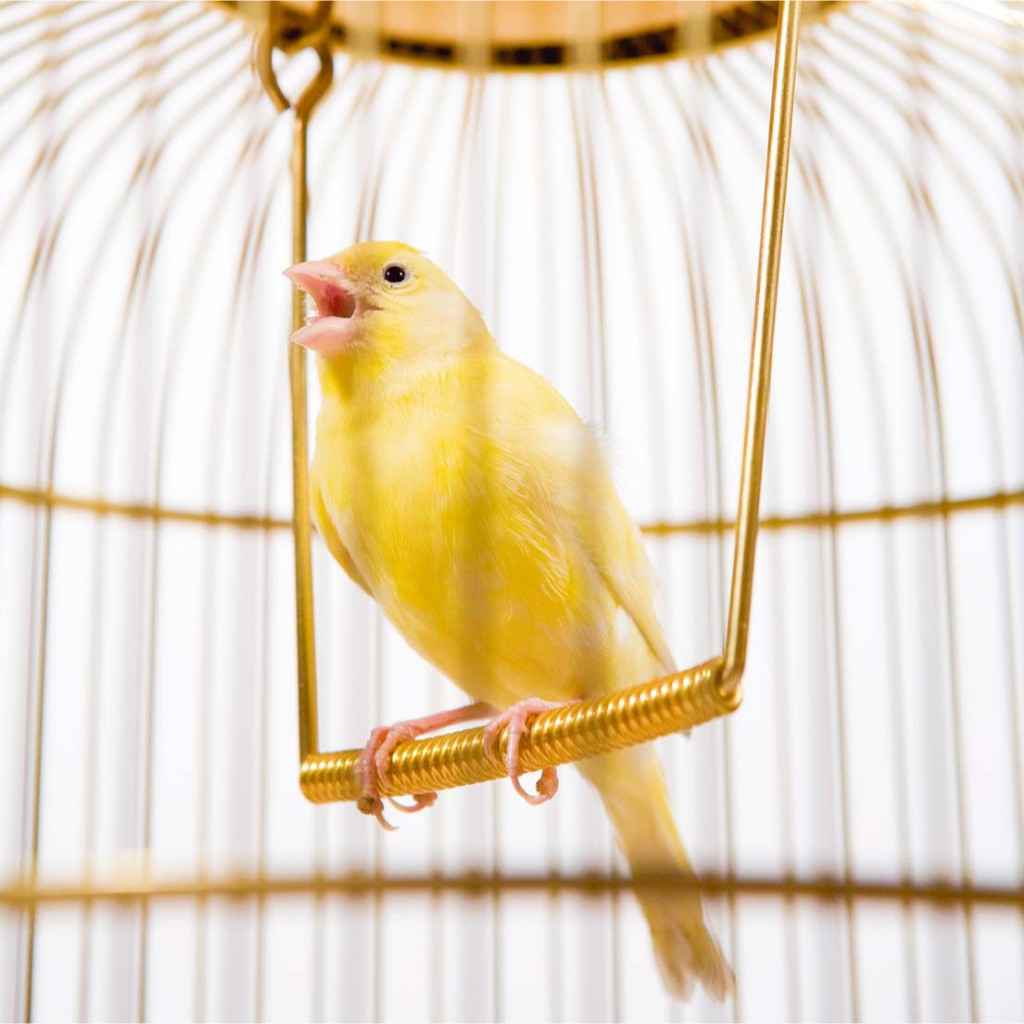 Burung Af Gacoran Kuning Kenari