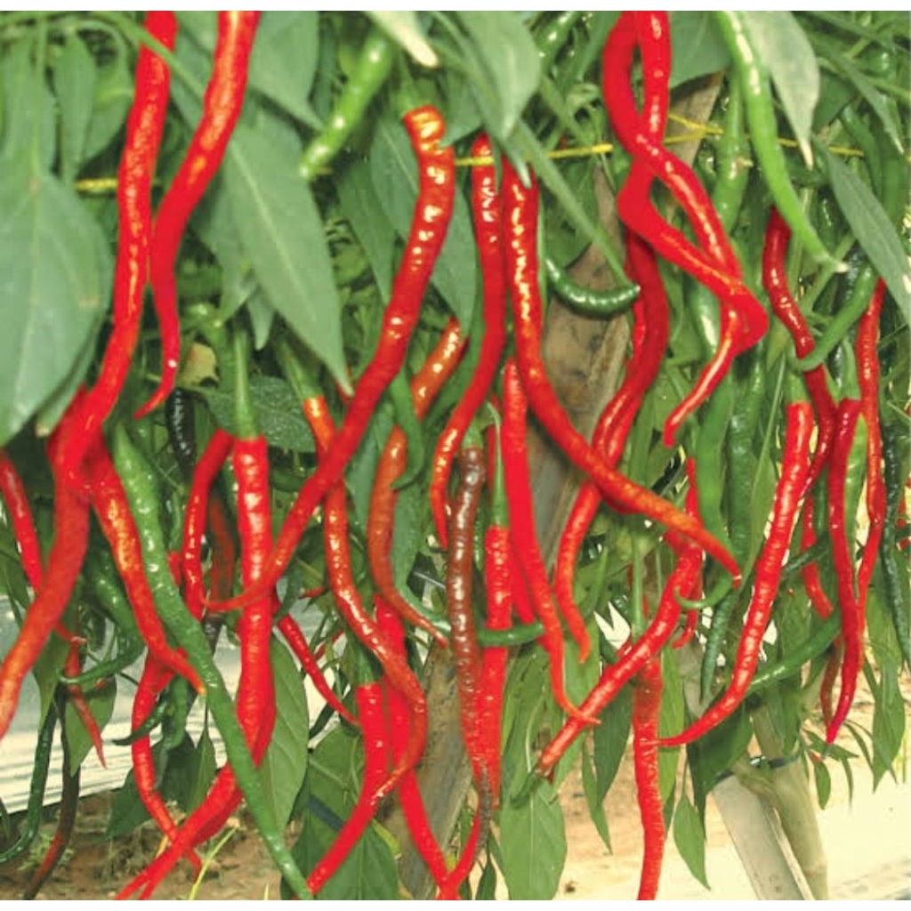 

cabe kriting merah 250gr