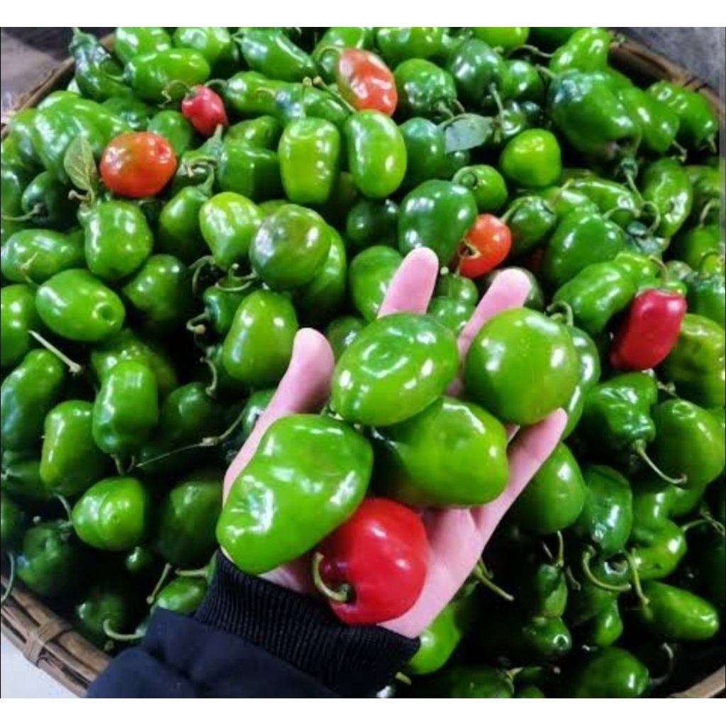 

CABE GENDOT fresh Dieng original, SIAP KIRIM