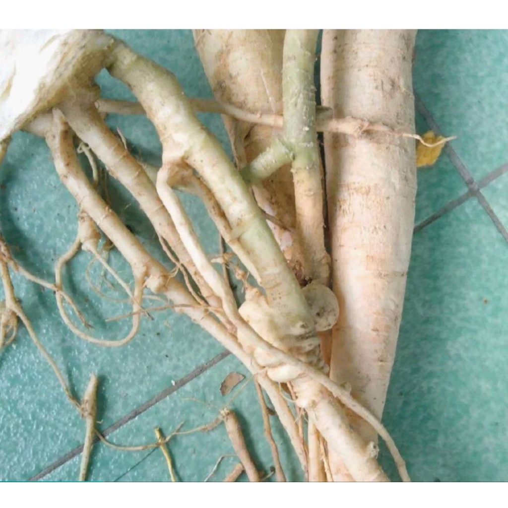 

Ready 500gr akar pepaya segar