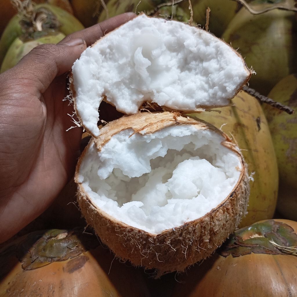 

kelapa kopyor asli size 44-46cm, dijamin fresh dan bergaransi