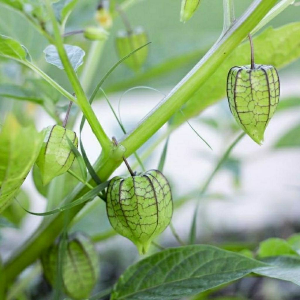 

daun, batang, akar ciplukan / cecenet herbal 500 gram