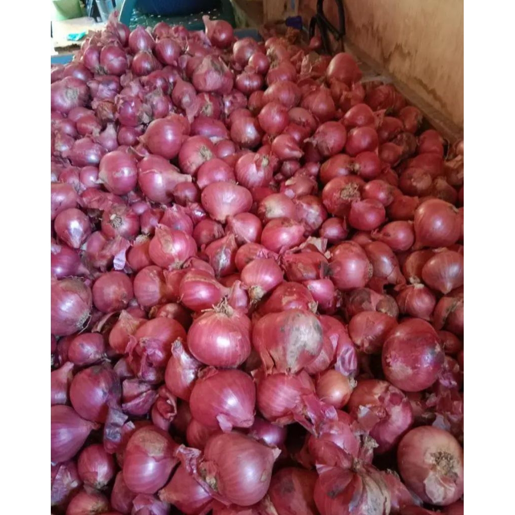 

Bawang merah lokal asli Garut isi 1kg