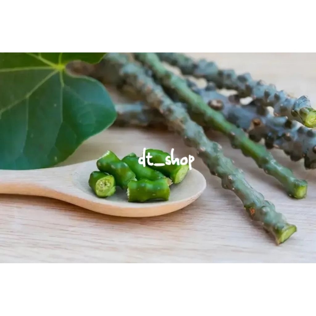 

Batrawali pahit segar untuk sapih anak dll.