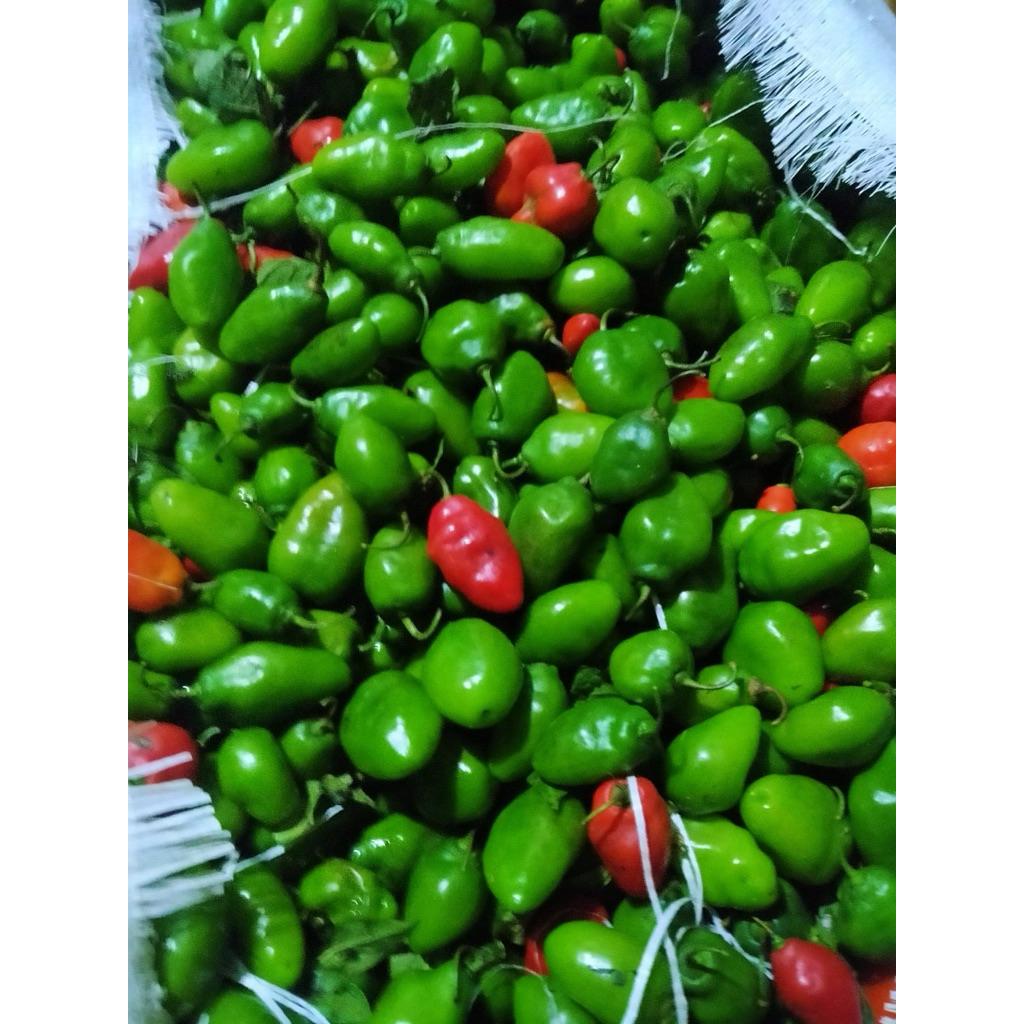 

CABAI GENDOT hijau segar fresh super pedas 500 gram