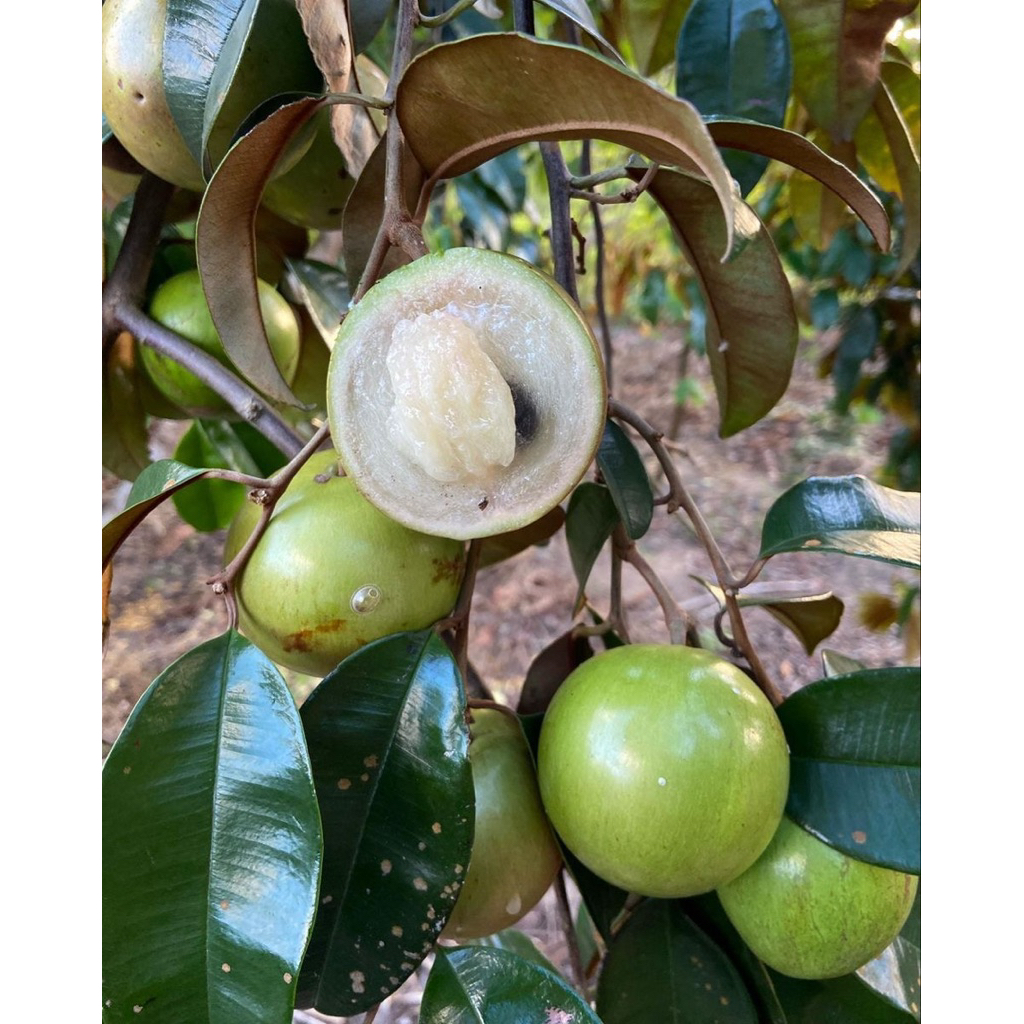 

kenitu/sawo susu 1kg