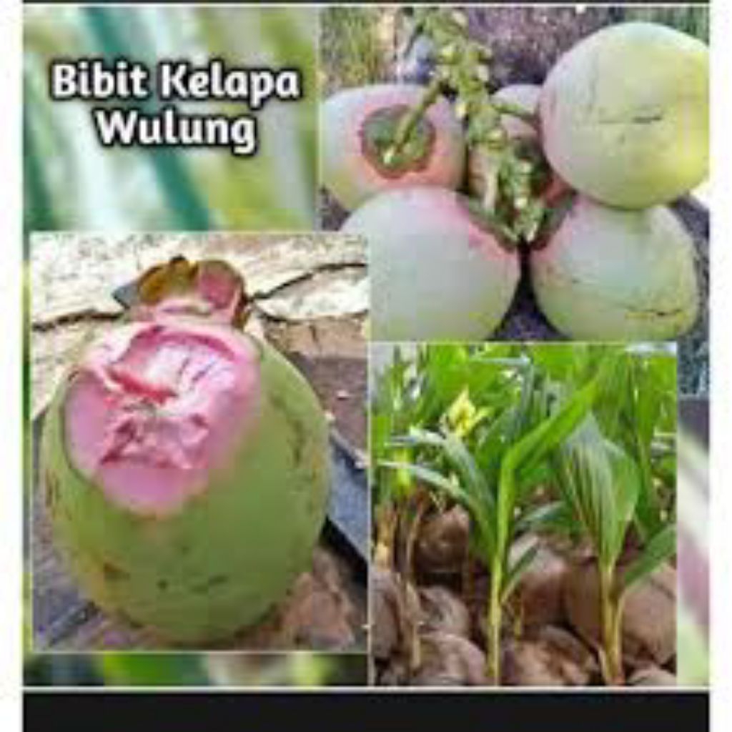 bibit kelapa genjah Wulung
