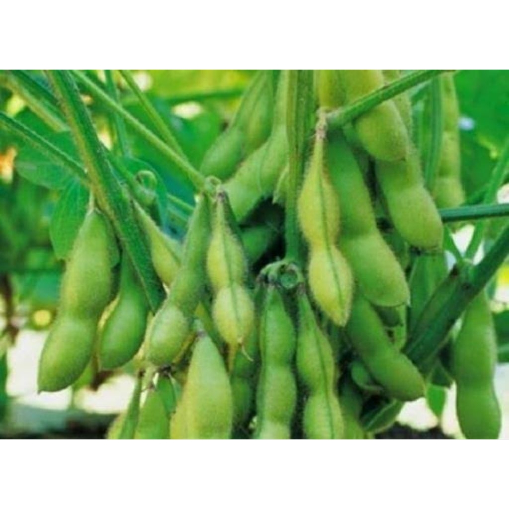 Edamame ( Fresh 1 kg)