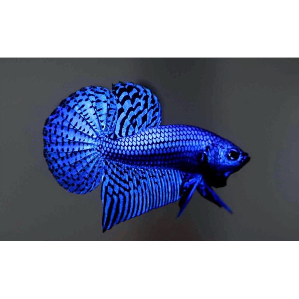 cupang alien blue thailand grade A