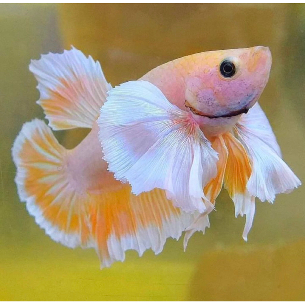 cupang big ear telinga lebar ikan istimewa