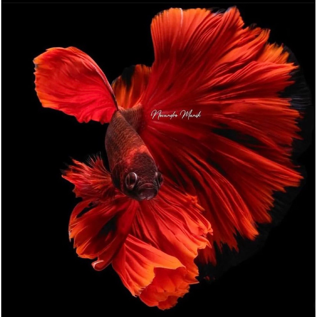 cupang hm super merah merona istimewa josss