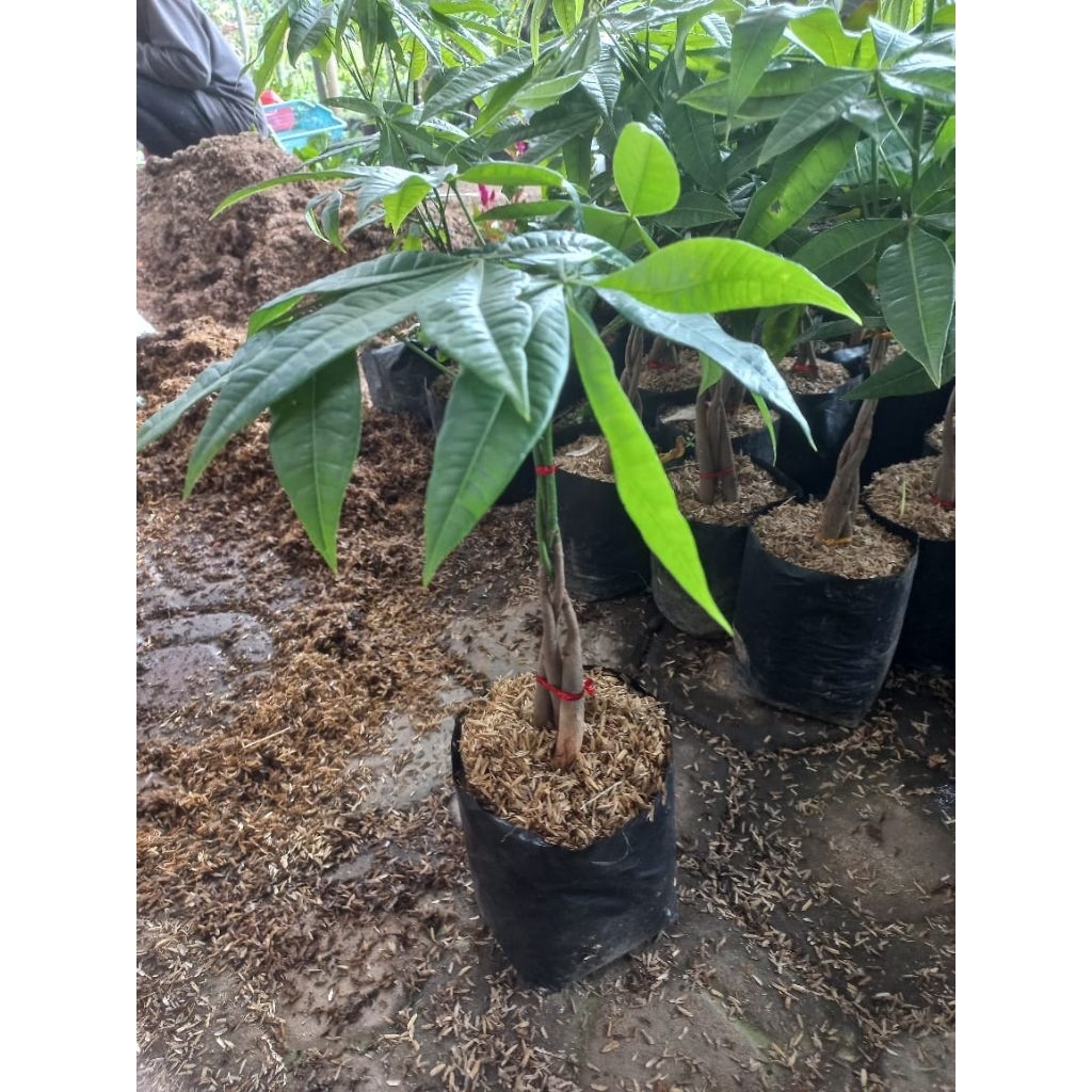 Tanaman Hias Pachira - Money Tree
