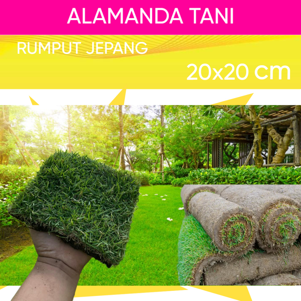 RUMPUT JEPANG PERKOTAK | RUMPUT KUBURAN