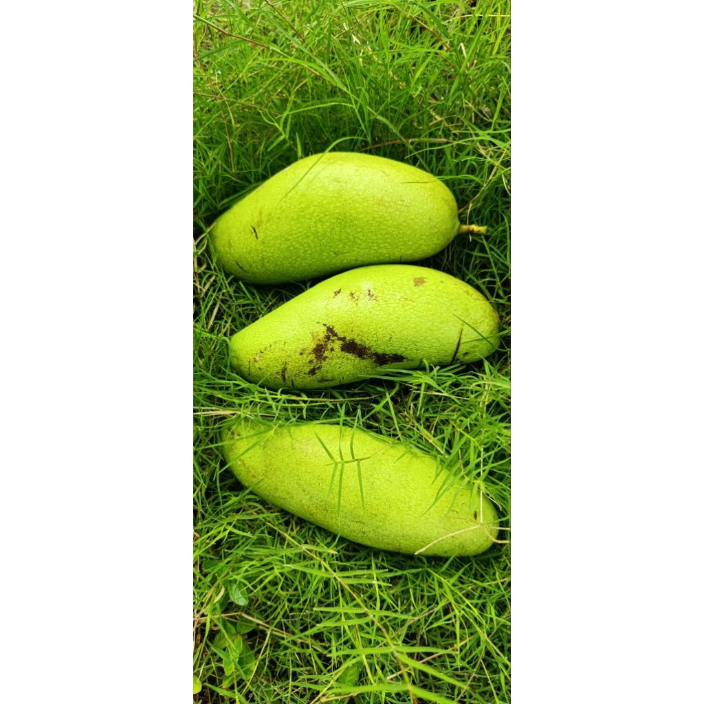 

MANGGA GOLEK, MANGGA MADU,MANGGA HARRUM MANIS MUDA DAN TUA UNTUK RUJAK BERAT 1KG