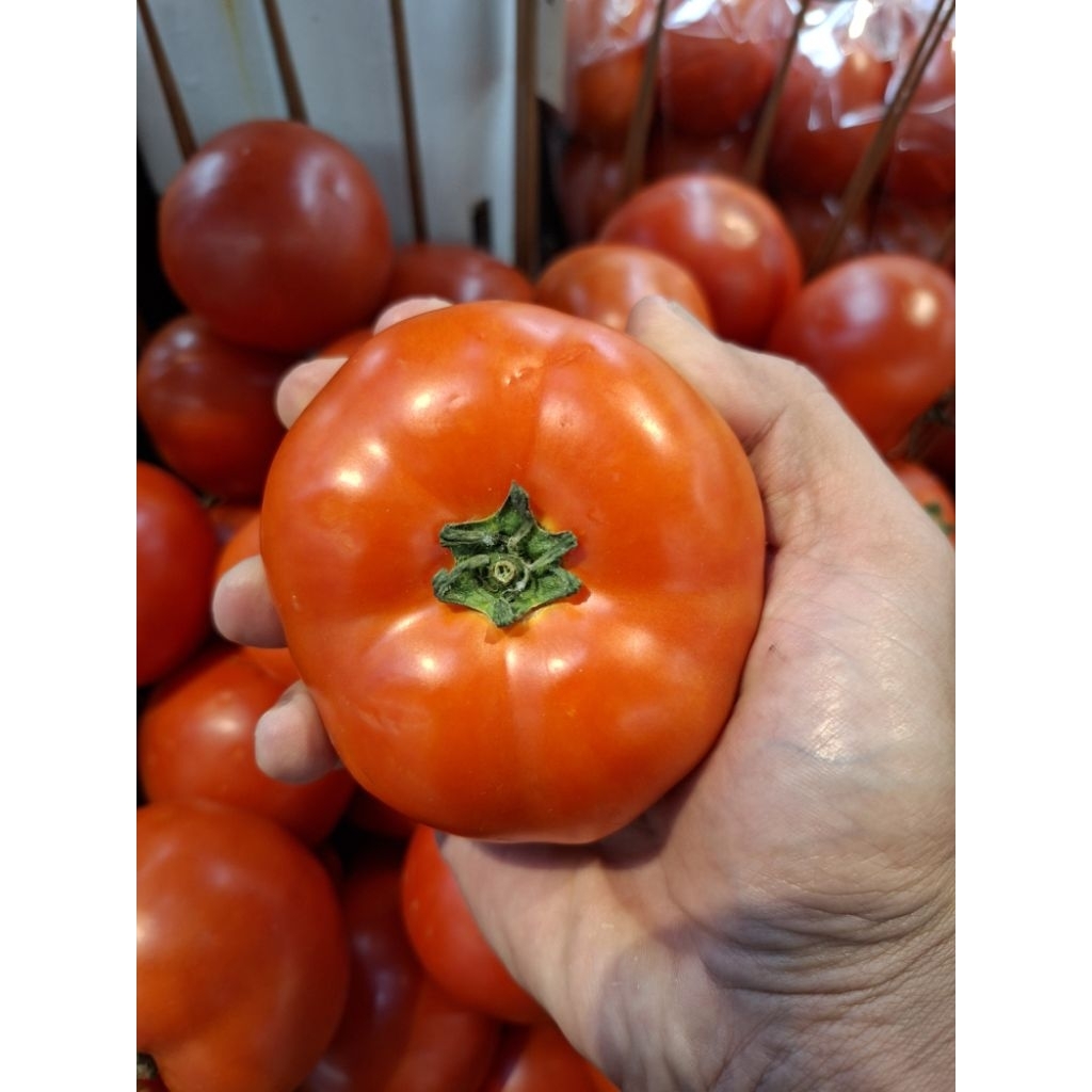 

TOMAT BEEF HYDROPONIC AUSTRALIA