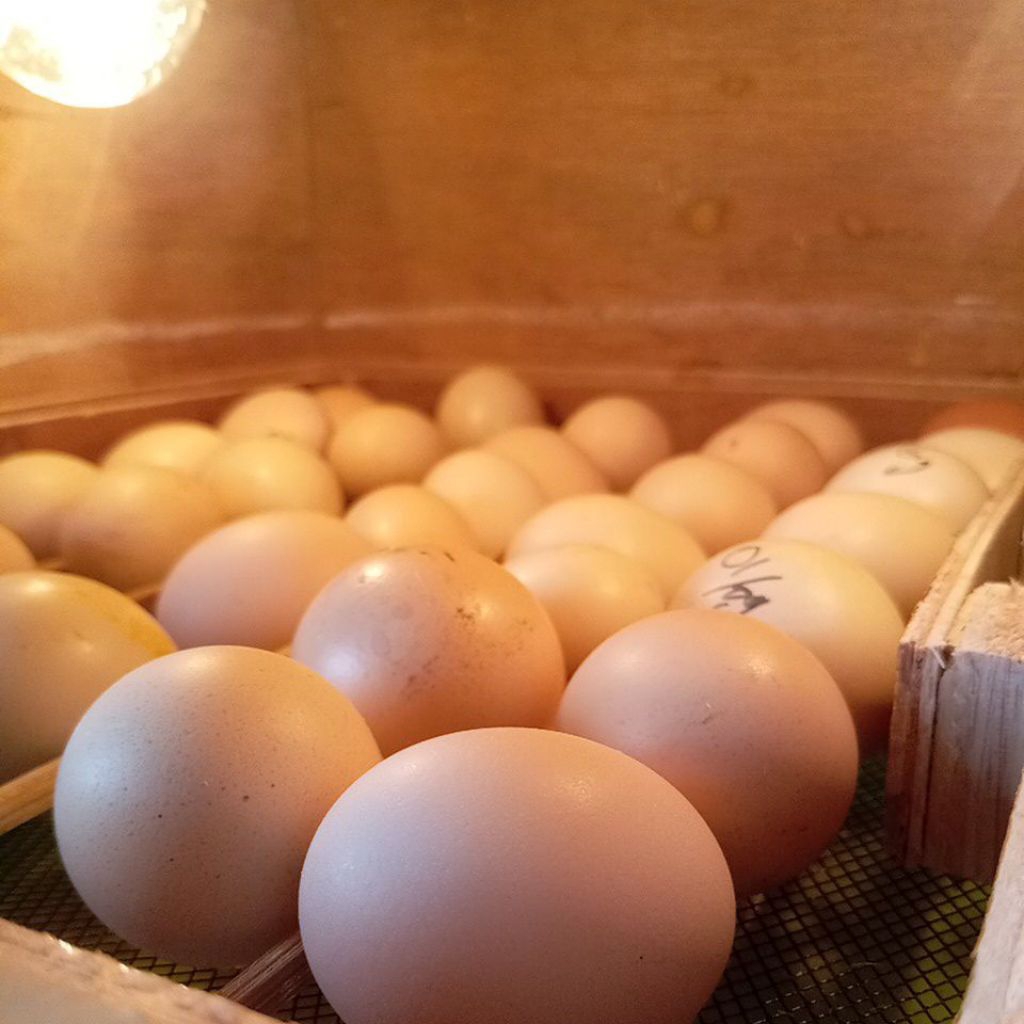 telur ayam Fertil KUB 2 janaka