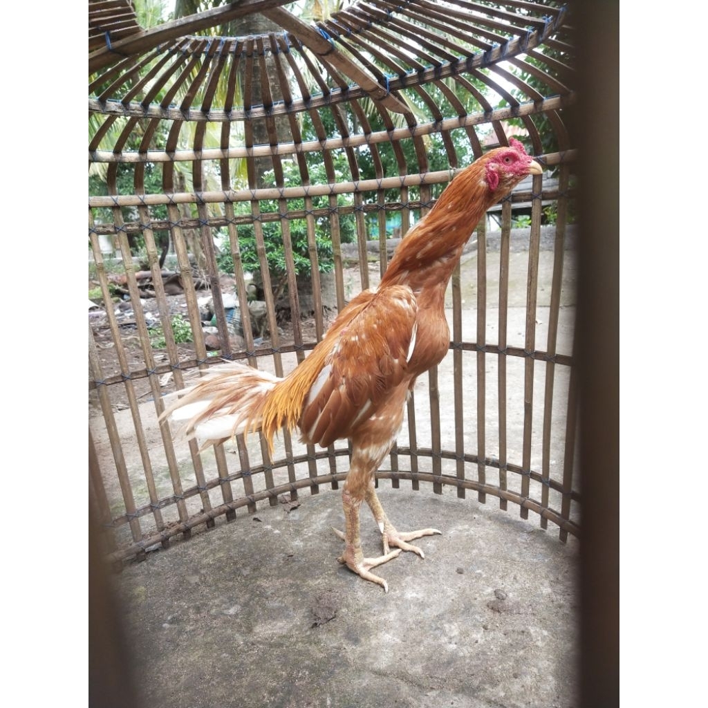 Ayam Plucker Gondang