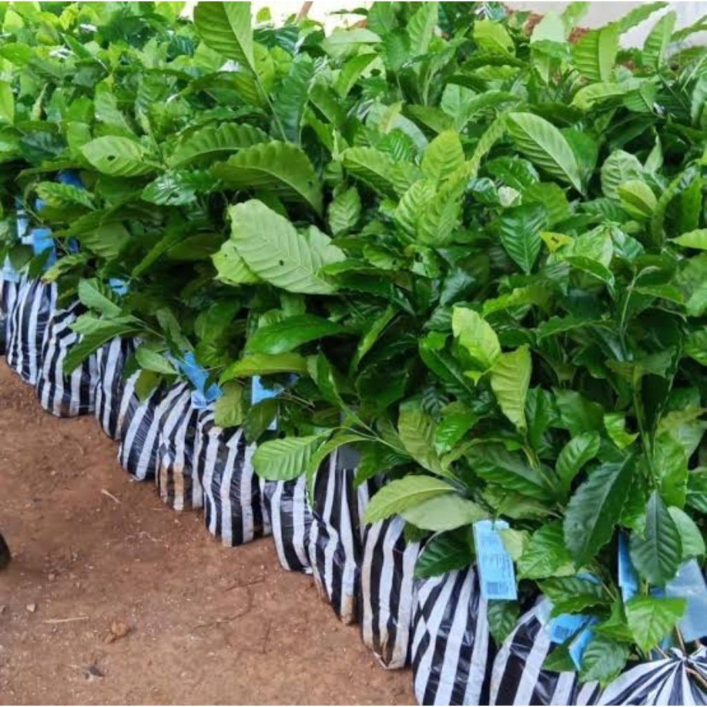 100 batang Bibit kopi robusta arsyad super Unggul siap tanam bonus 10btng