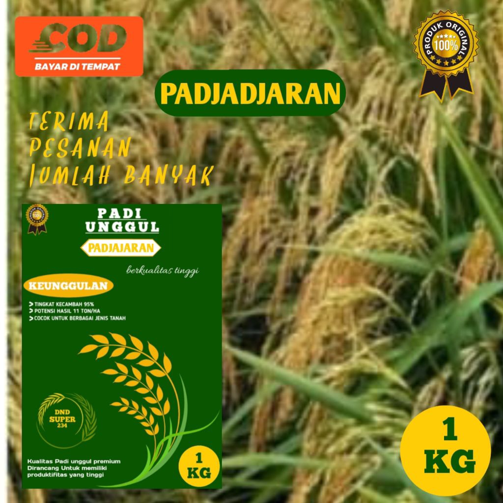 BENIH PADI PADJAJARAN 1KG PADI GENJAH 70HST