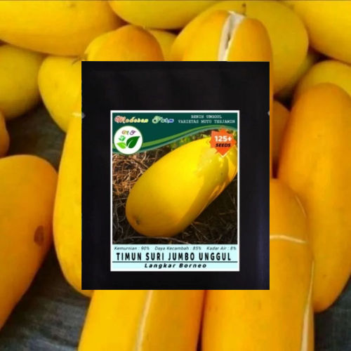 Benih/Biji Timun Suri Jumbo Unggul Timun Kuning Benih Sayur Buah Kualitas TOP Tinggi