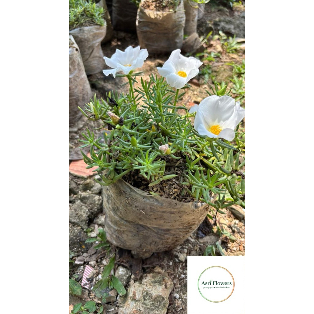 tanaman hias kerokot bunga putih siap berbunga krokot bunga putih