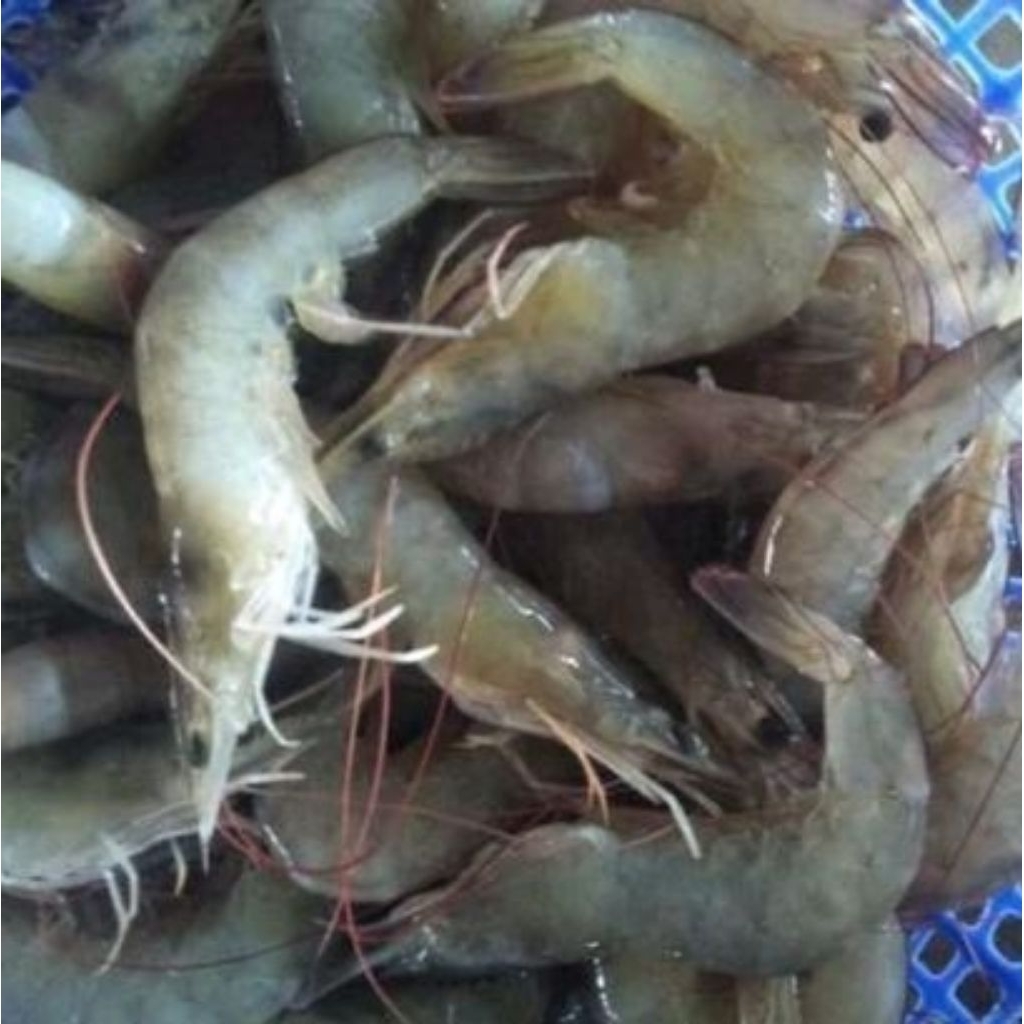 

udang kecil d jual per 500gr ya kak