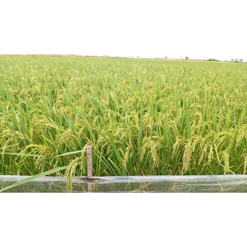 Bibit padi AGT 303