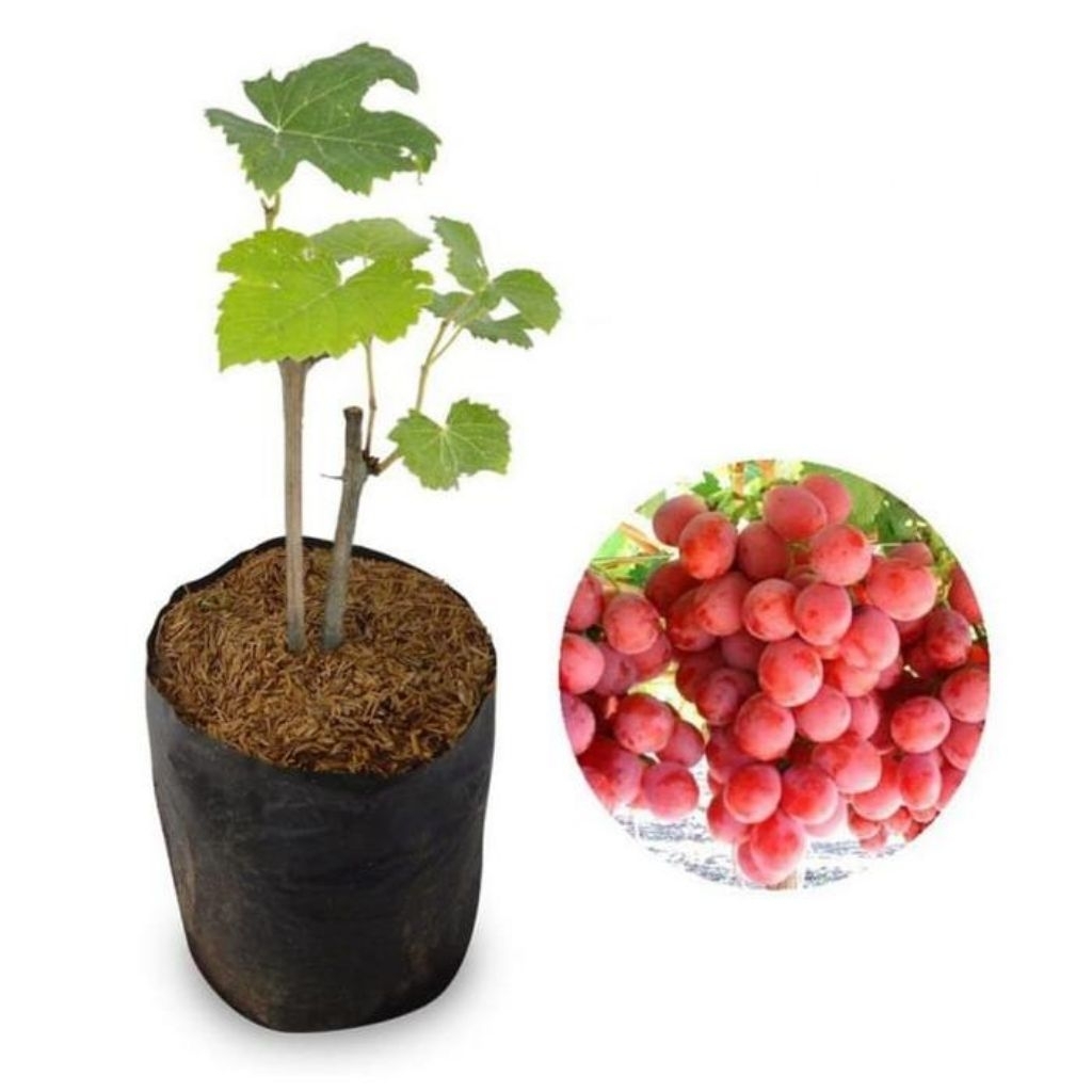 

paket hemat 5 Bibit Tanaman Buah Anggur Lokal Merah super