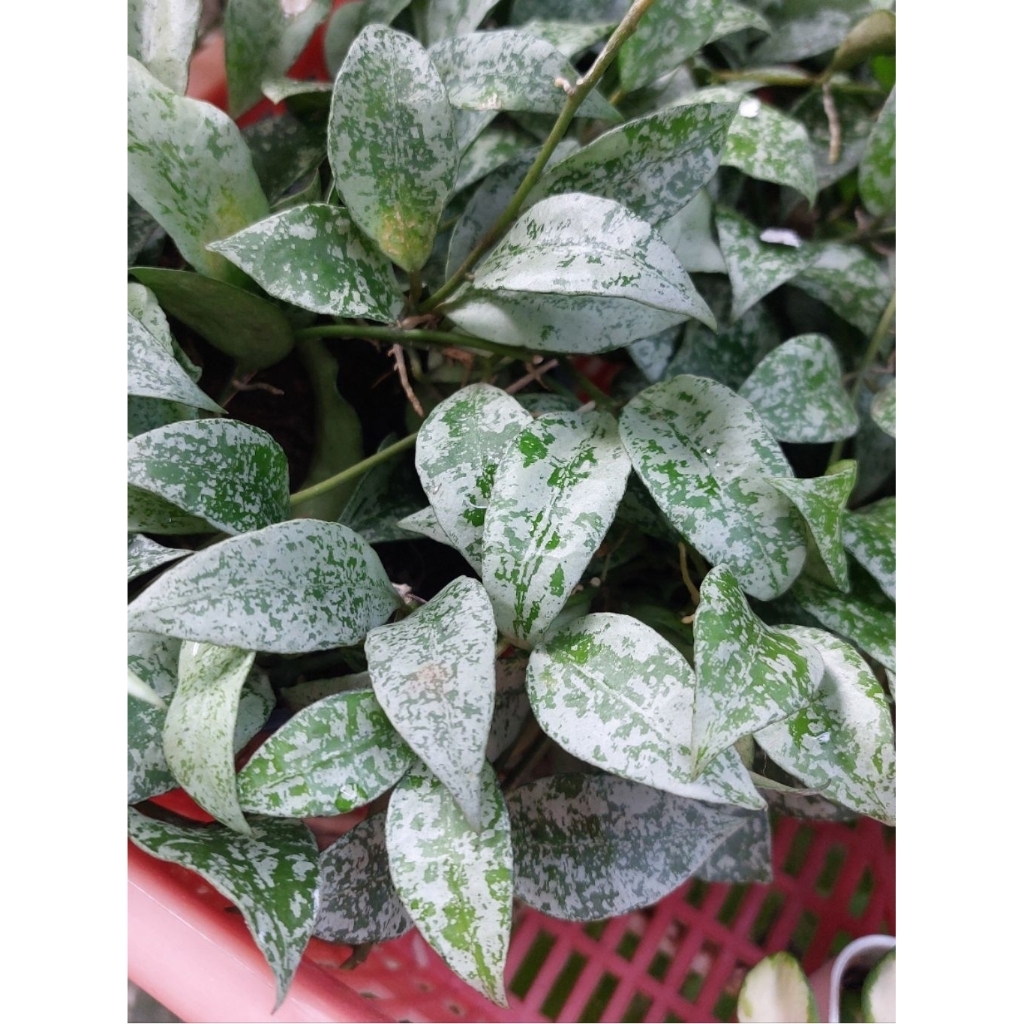Hoya Palembang Hoya Khroniana Silver Splash Lacunosa Bunga Putih