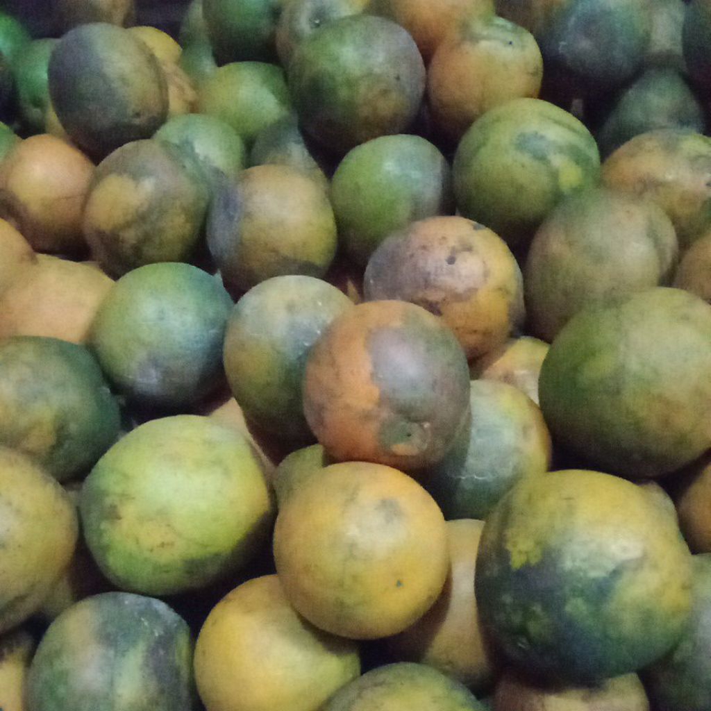

Jeruk Baby Java Malang Fresh 2Kg (kuning/Hijau/Bercorak sesuai hasil panen, size kecil)