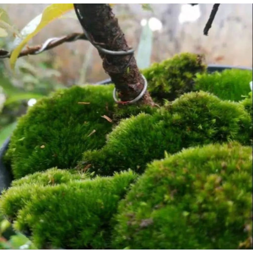 Lumut bonsai 500 gram