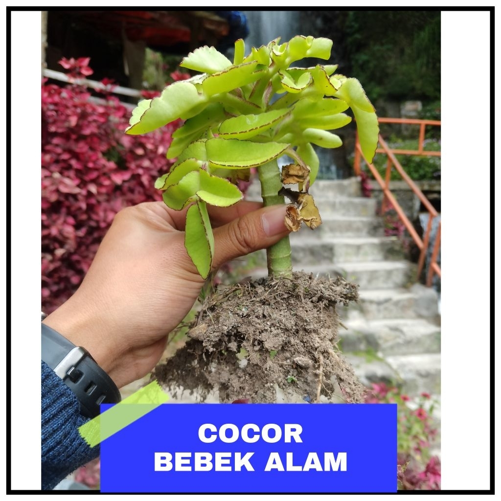 BIBIT BUNGA COCOR BEBEK ALAM ASLI PEGUNUNGAN BIBIT TANAMAN HIAS