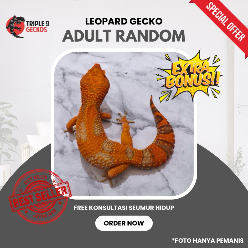 TERMURAH LEOPARD GECKO ADULT DEWASA RANDOM MORPH TIDAK BISA PILIH JENIS KELAMIN