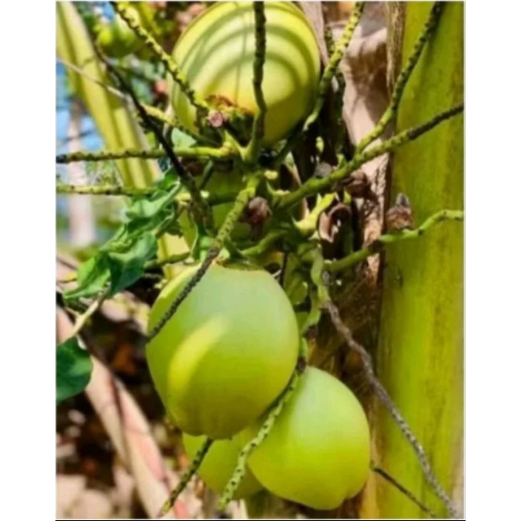 

Cengkir / kelapa muda hijau per butir