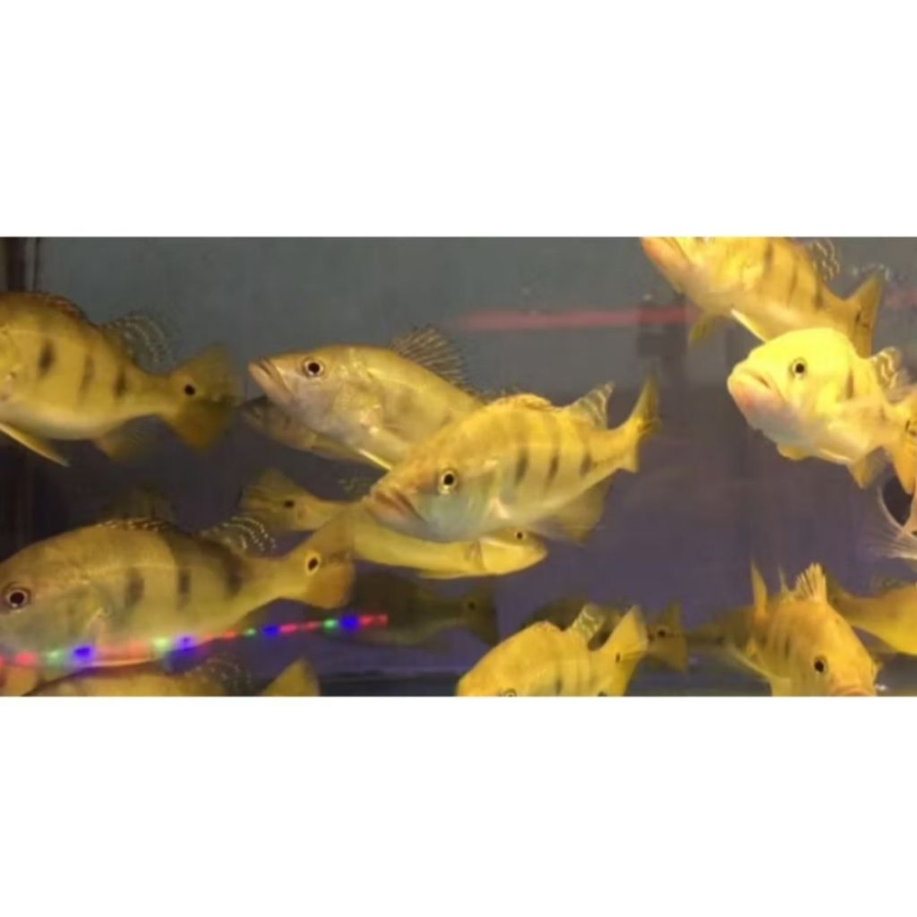 IKAN HIAS PBASS MONO PEACOCK BASS SIZE +-8 CM PER EKOR [ISI 2 EKOR]