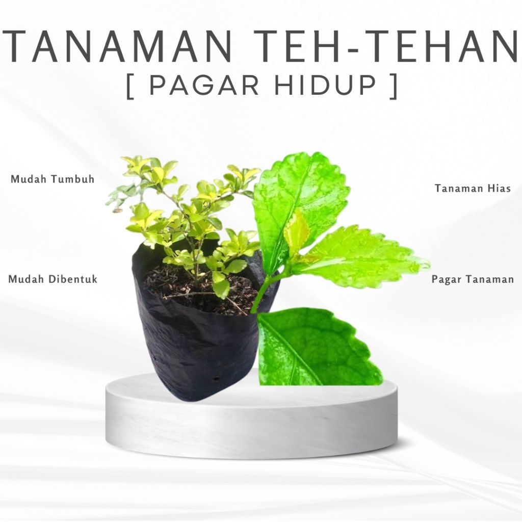 Teh Tehan Tanaman Pagar Atau Pagar Hidup