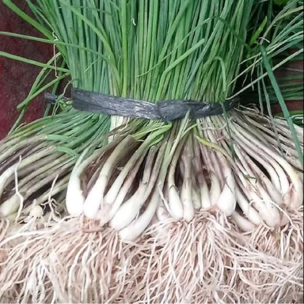 

BAWANG KUNCAI BAWANG BATAK BAWANG RAMBUT