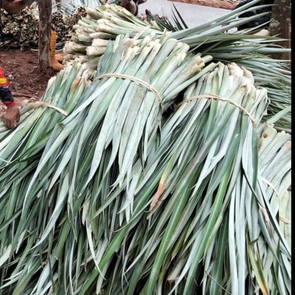 

daun nanas segar 10lmbar herbal alami kesehatan