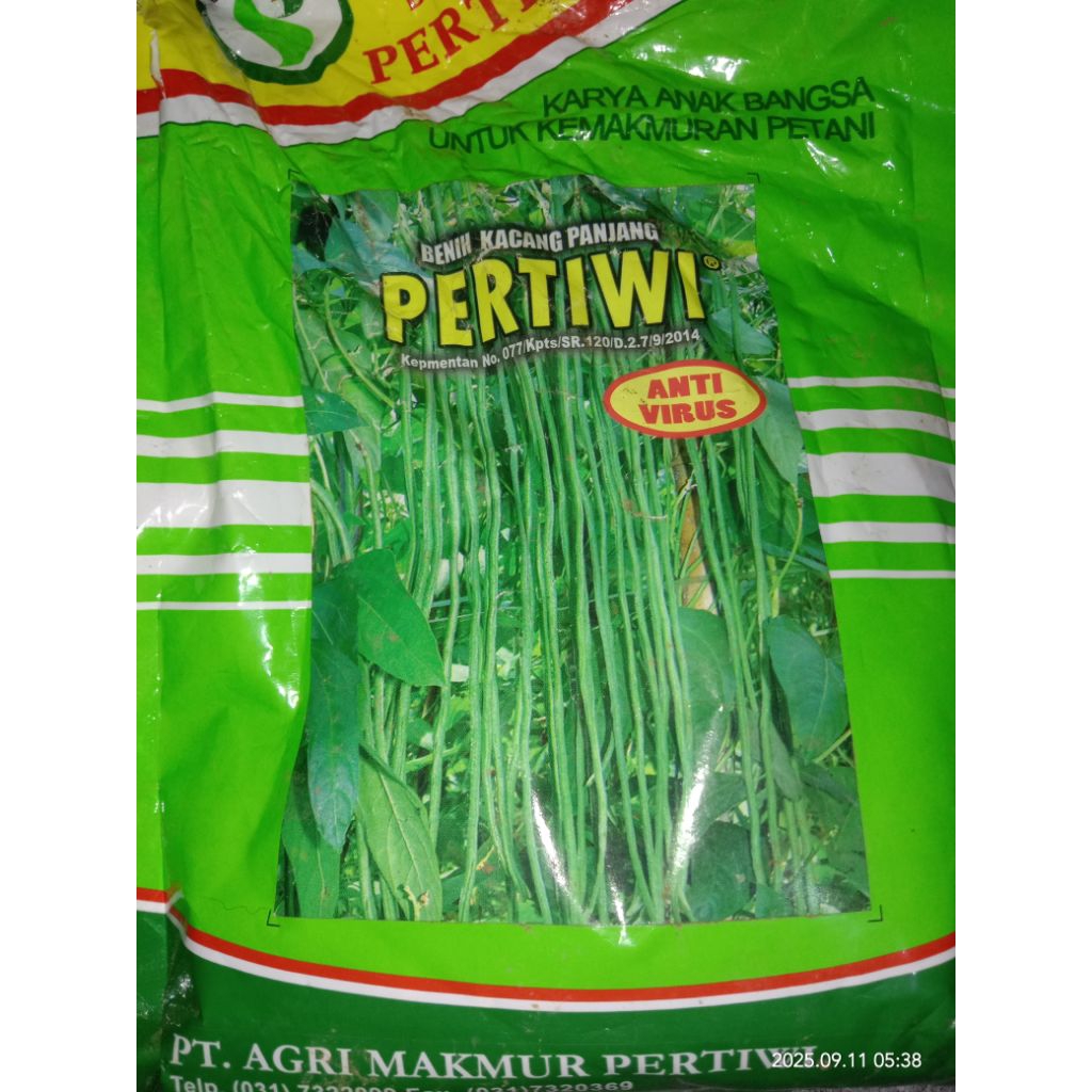 Benih/bibit kacang panjang pertiwi 100 biji/ benih kacang panjang pertiwi anvi