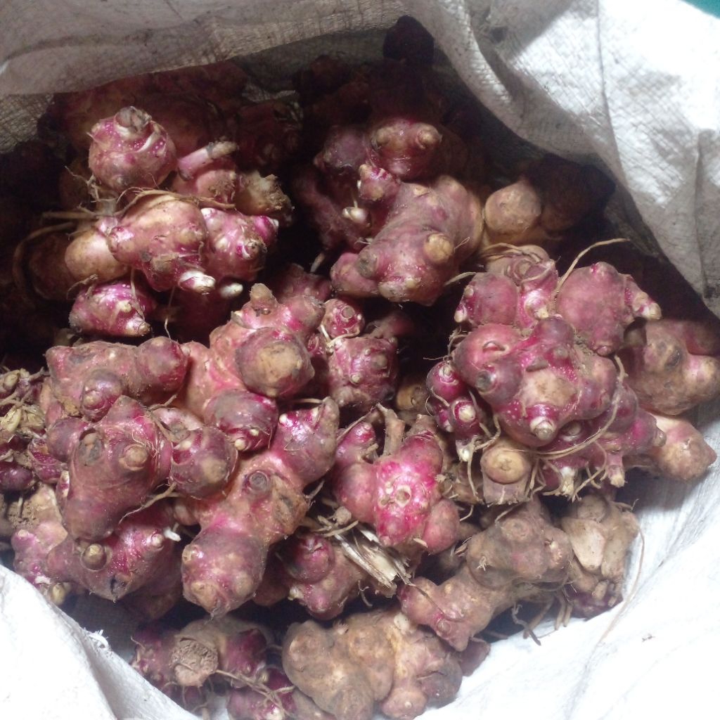 bibit rimpang yacon 500 g